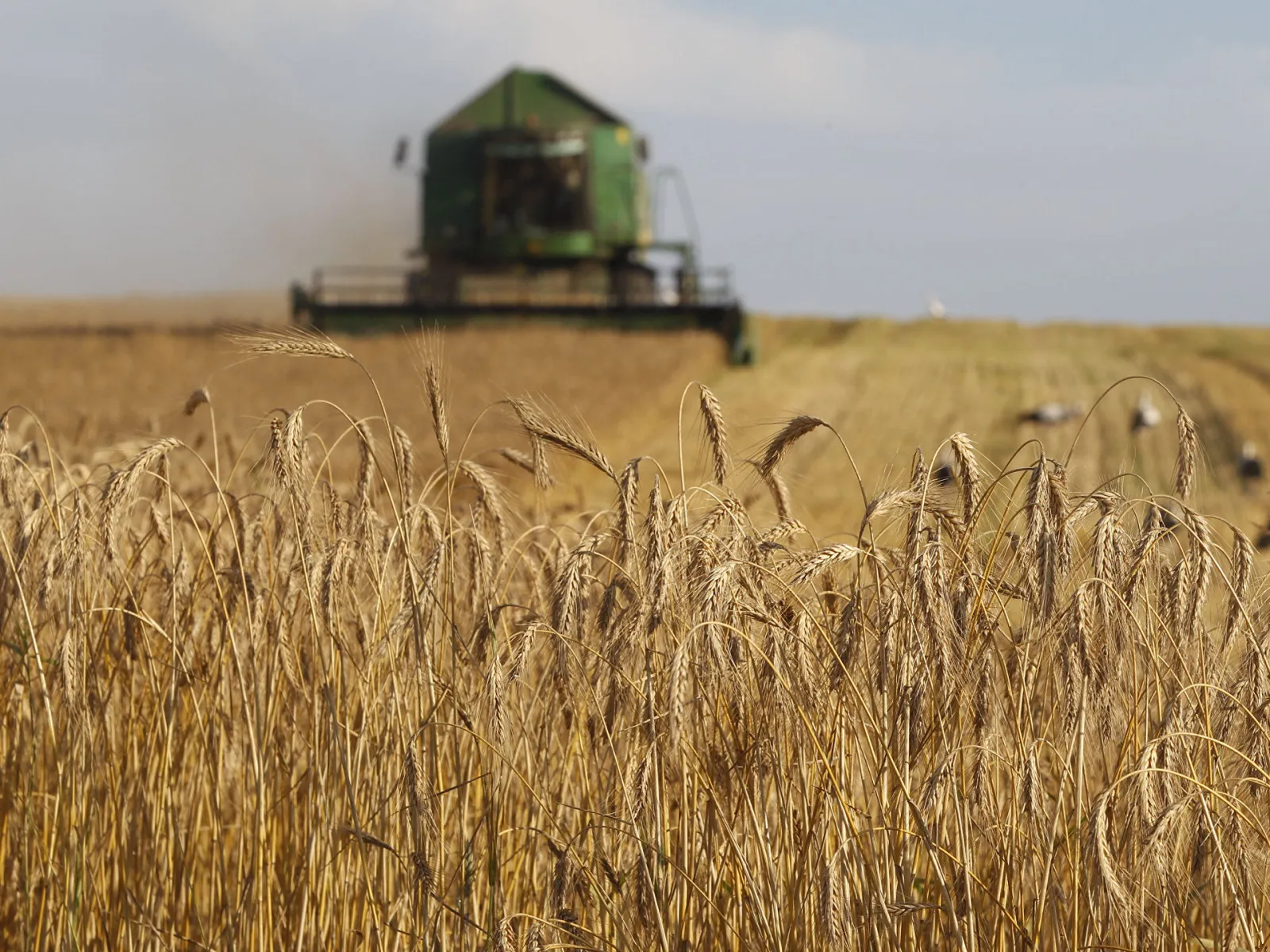 l&uacute;a m&igrave; h&ocirc;m nay 