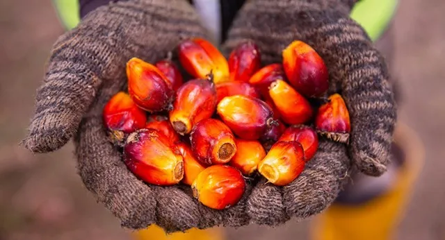 gi&aacute; dầu cọ h&ocirc;m nay 