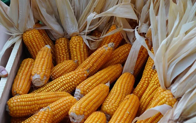 ng&ocirc; h&ocirc;m nay 