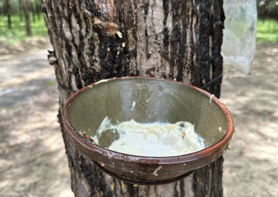 gi&aacute; cao su h&ocirc;m nay 