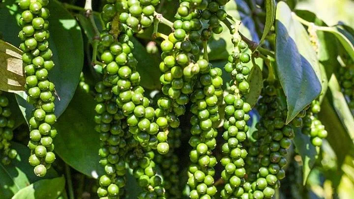 ti&ecirc;u 