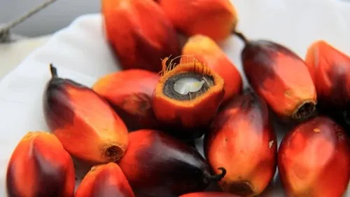 gi&aacute; dầu cọ h&ocirc;m  nay 
