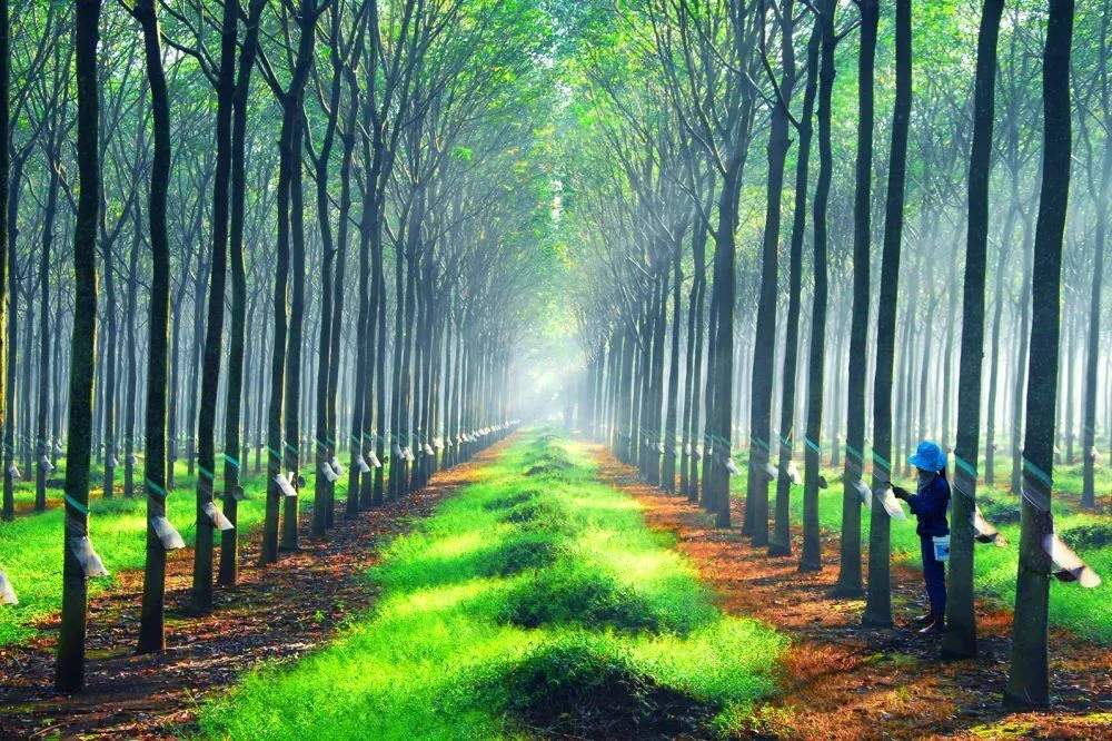 giá cao su hôm nay