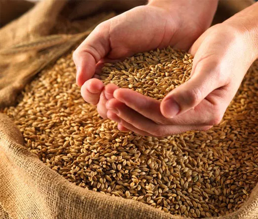 l&uacute;a m&igrave; 