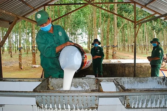 gi&aacute; cao su h&ocirc;m nay 