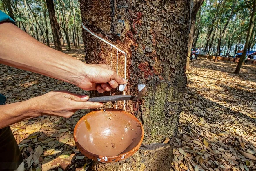 gi&aacute; cao su h&ocirc;m nay 