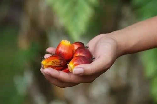 gi&aacute; dầu cọ h&ocirc;m nay 