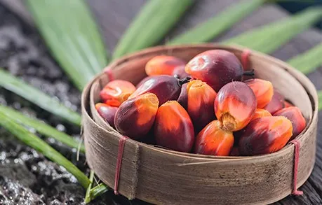 gi&aacute; dầu cọ h&ocirc;m nay 