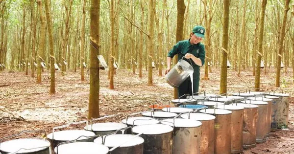 gi&aacute; cao su h&ocirc;m nay 