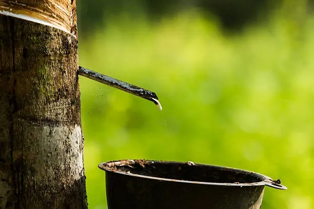 gi&aacute; cao su h&ocirc;m nay 