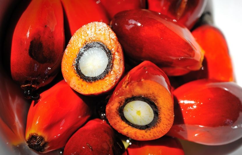 Giá dầu cọ Malaysia giảm dưới 4.450 ringgit/tấn, đối mặt với tuần giảm thứ hai do đồng ringgit mạnh và nhu cầu yếu, nhưng vẫn có hy vọng phục hồi nhờ chính sách năng lượng sinh học Indonesia và triển vọng thương mại Mỹ - Trung.