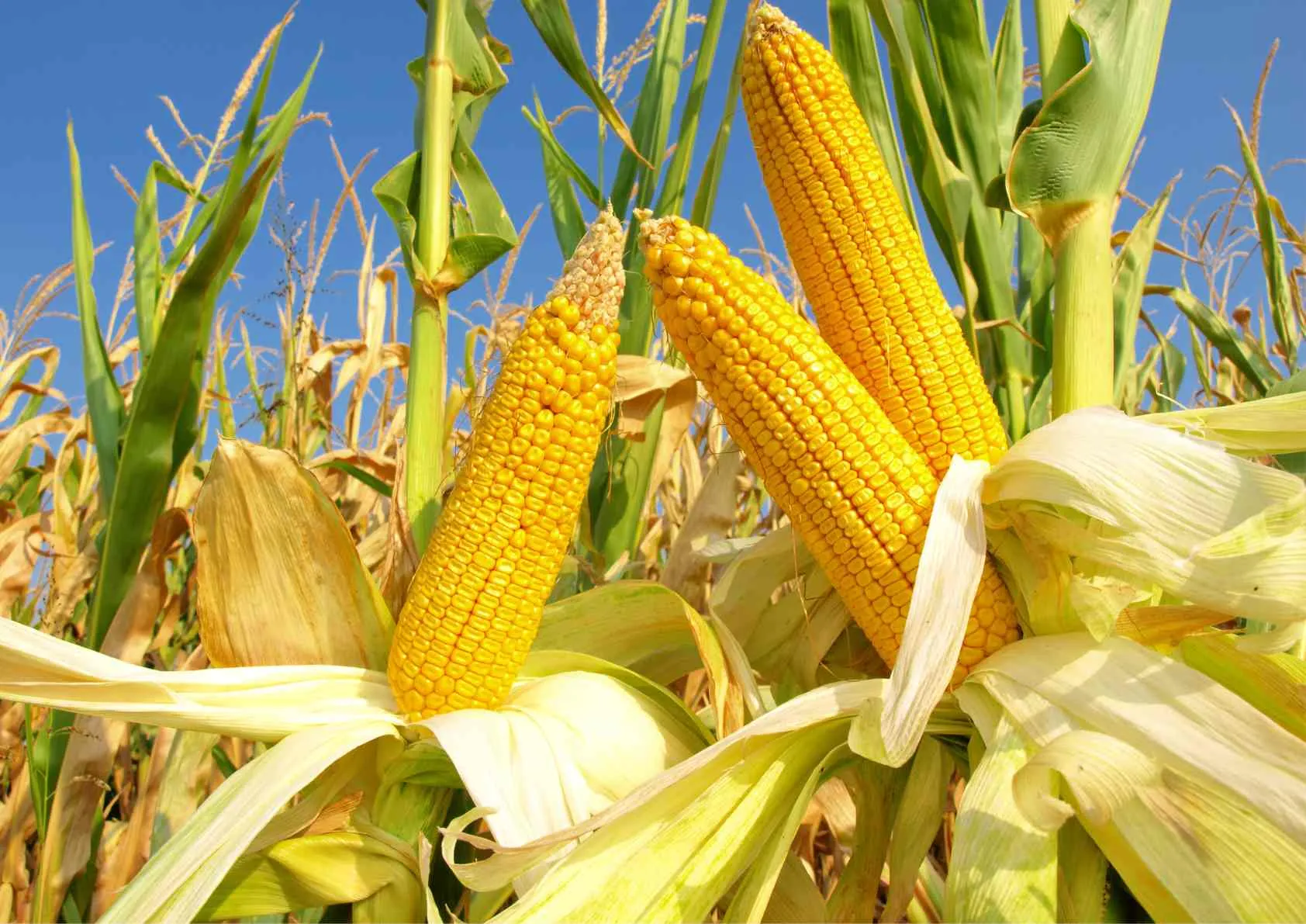 n&ocirc;ng sản h&ocirc;m nay 