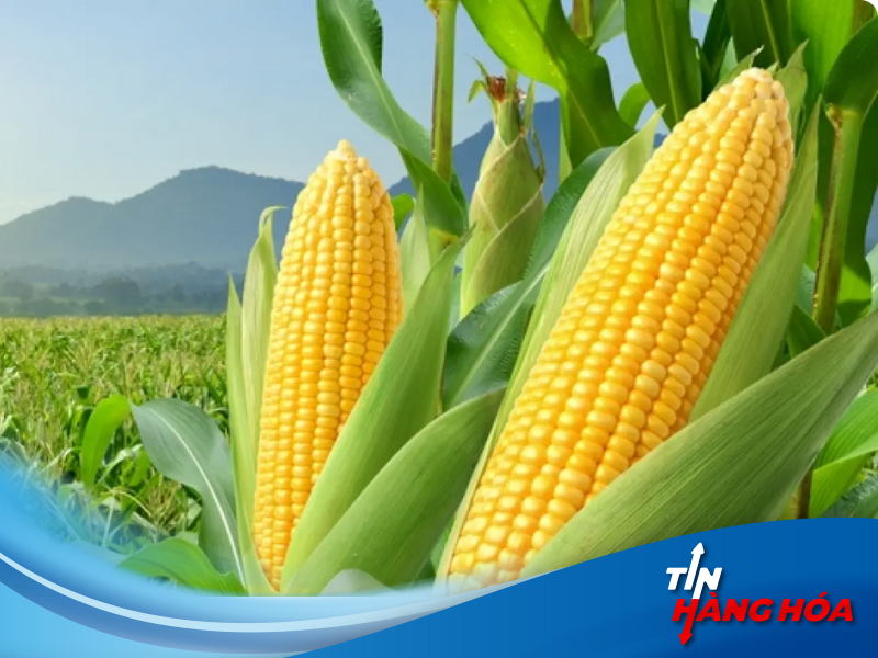 Hợp đồng tương lai ng&ocirc;, bắp