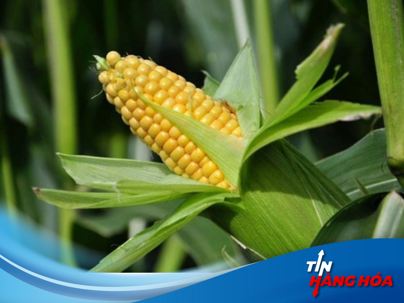 Hợp đồng tương lai ng&ocirc;, bắp