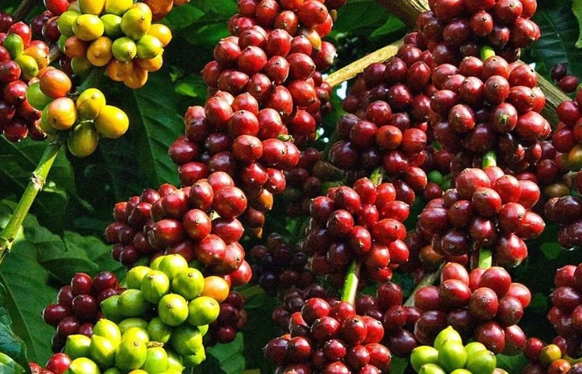 Gi&aacute; c&agrave; ph&ecirc; h&ocirc;m nay 9/3: Thị trường trong nước b&igrave;nh ổn, thế giới biến động do nguồn cung v&agrave; thời tiết