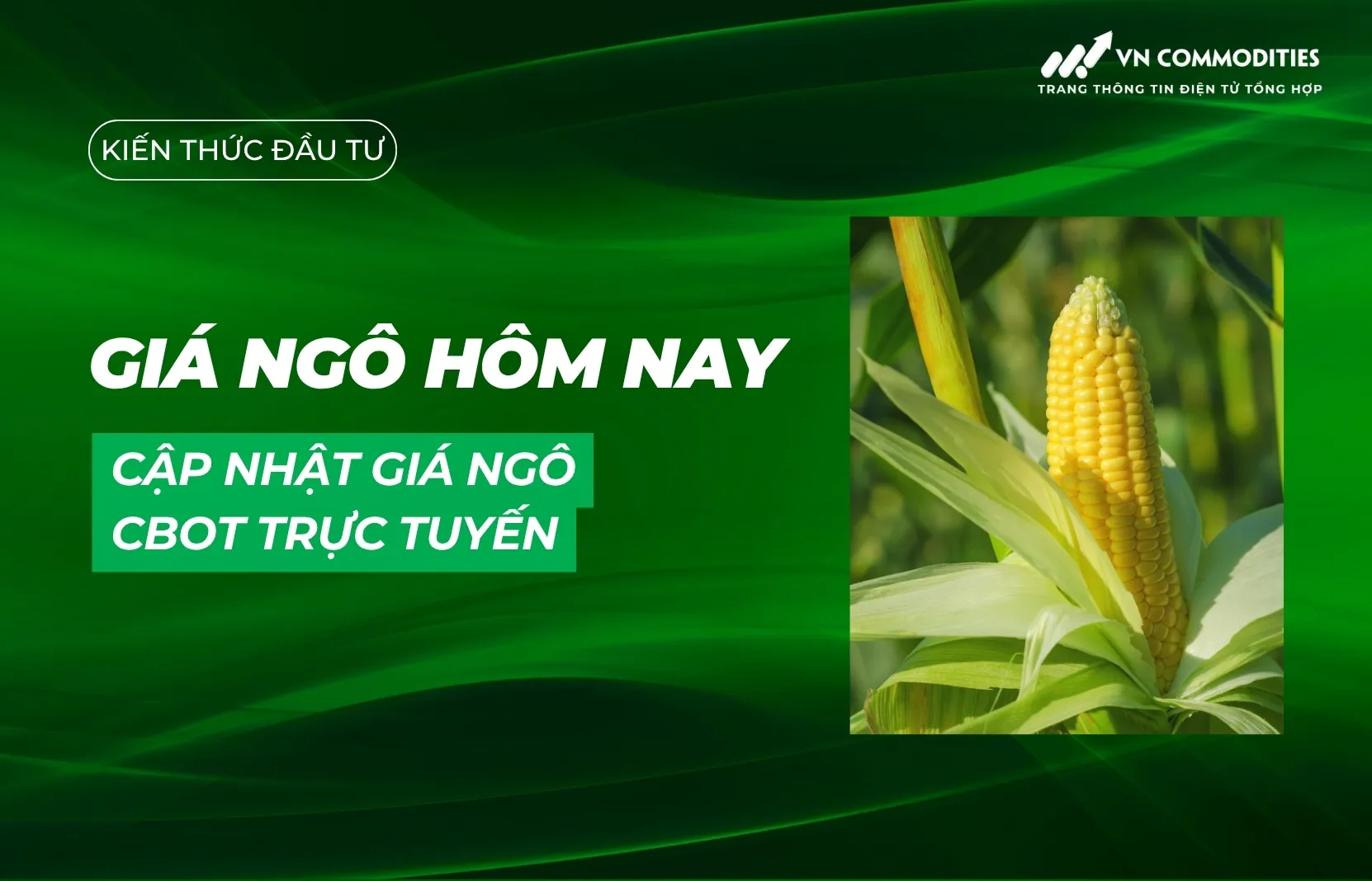 Gi&aacute; ng&ocirc; h&ocirc;m nay