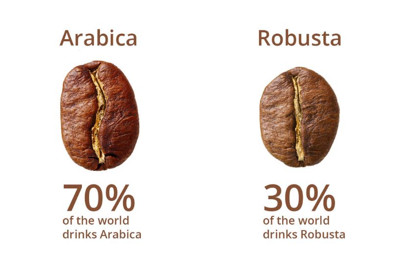 c&agrave; ph&ecirc; Arabica v&agrave; Robusta