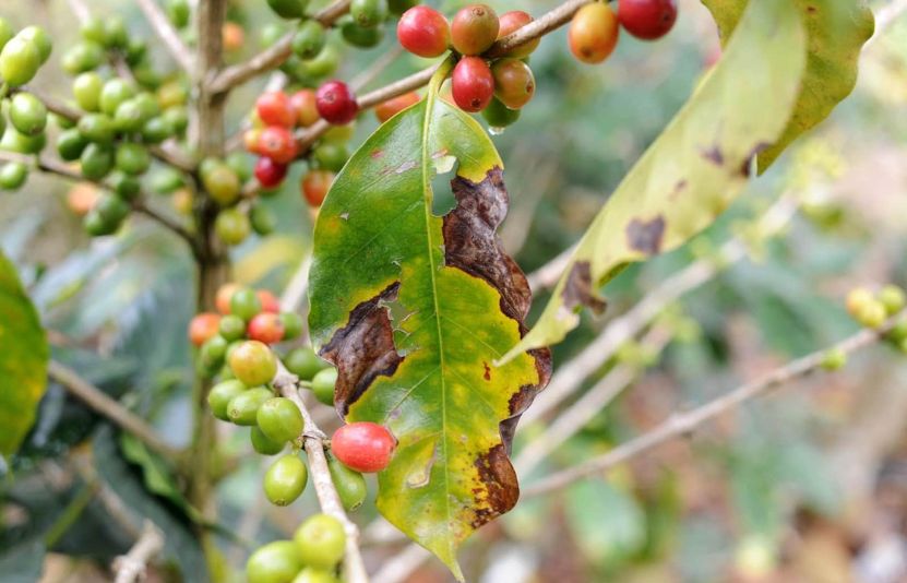 dịch bệnh tr&ecirc;n c&acirc;y c&agrave; ph&ecirc;