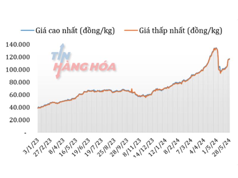 Diễn biến gi&aacute; c&agrave; ph&ecirc; Robusta ở thị trường trong nước năm 2023-2024