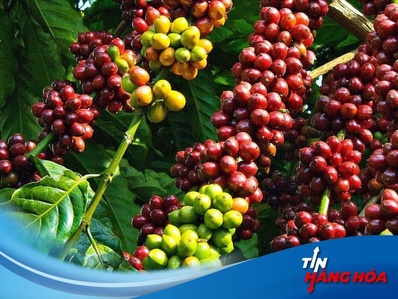 Giá cà-phê tăng mạnh