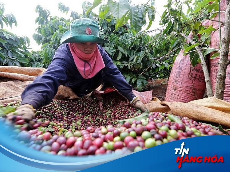 Gi&aacute; c&agrave; ph&ecirc; vẫn tiếp tục đ&agrave; giảm