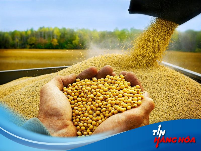 Gi&aacute; đậu tương giam mạnh