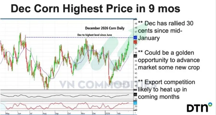 Ng&ocirc; giao dịch ở mức cao nhất trong 9 th&aacute;ng 
