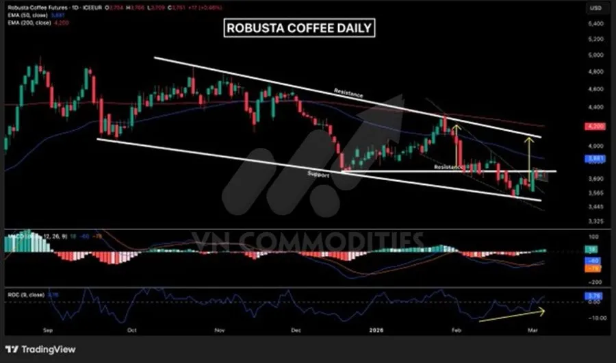 Gi&aacute; c&agrave; ph&ecirc; Robusta 