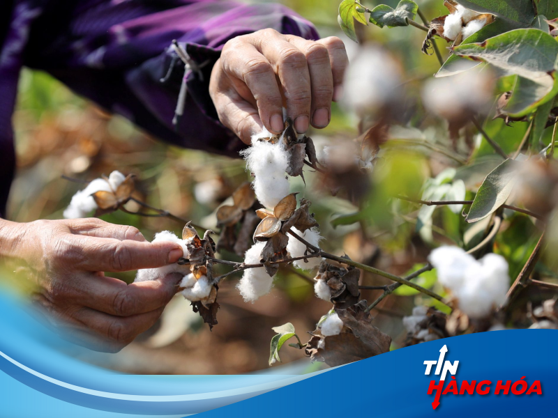 giao dịch b&ocirc;ng sợi