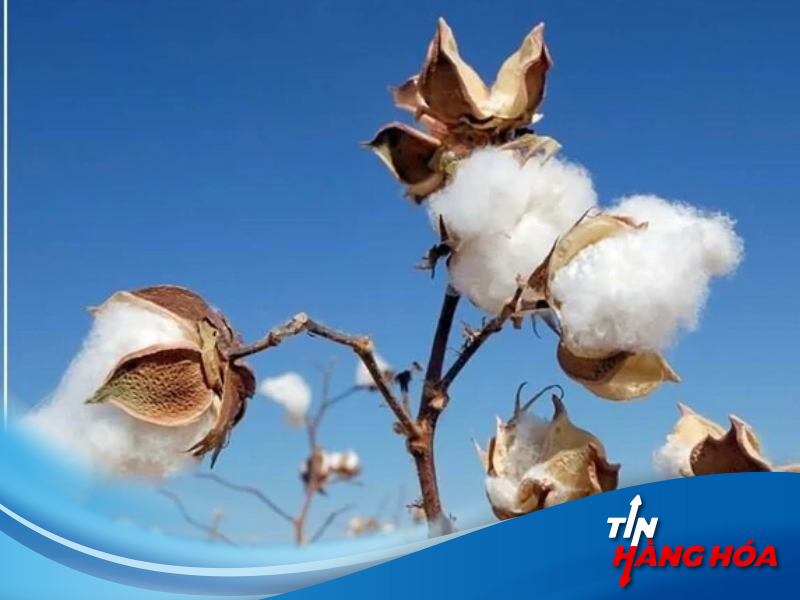 giao dịch b&ocirc;ng sợi