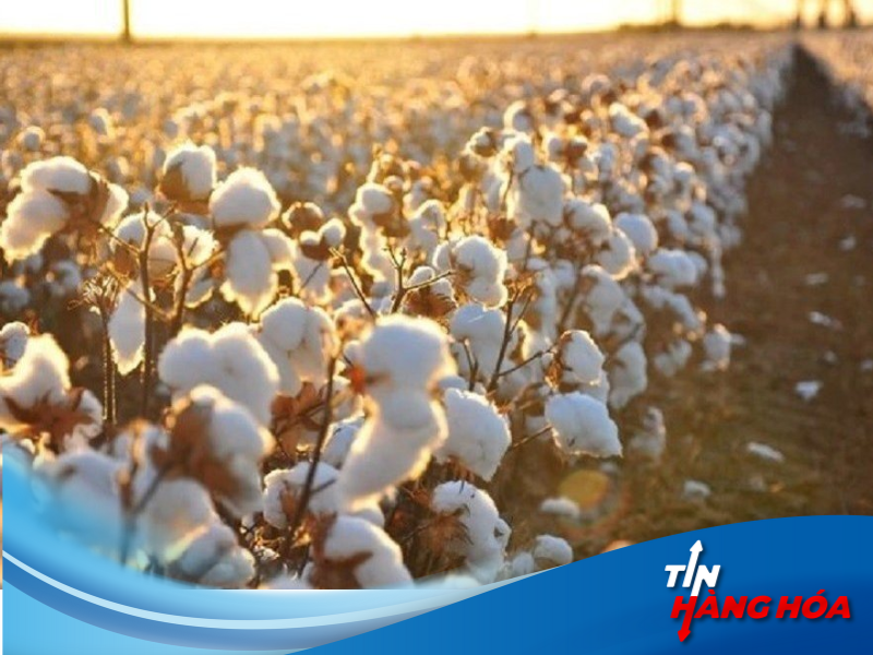 giao dịch b&ocirc;ng sợi