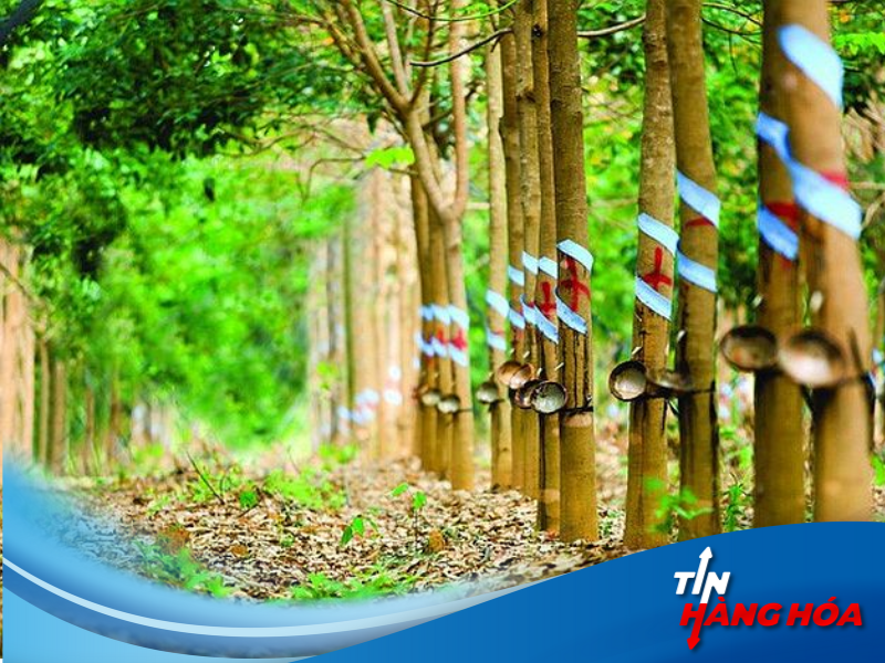 giao dịch cao su RSS3