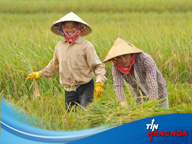 Giao dịch gạo th&ocirc;