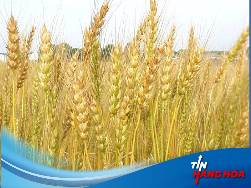 Giao dịch lúa mỳ