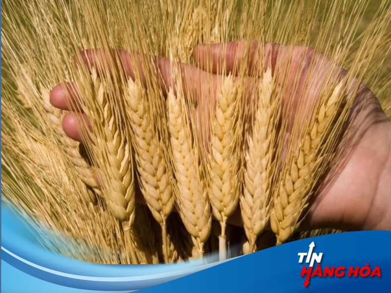 Giao dịch lúa mỳ