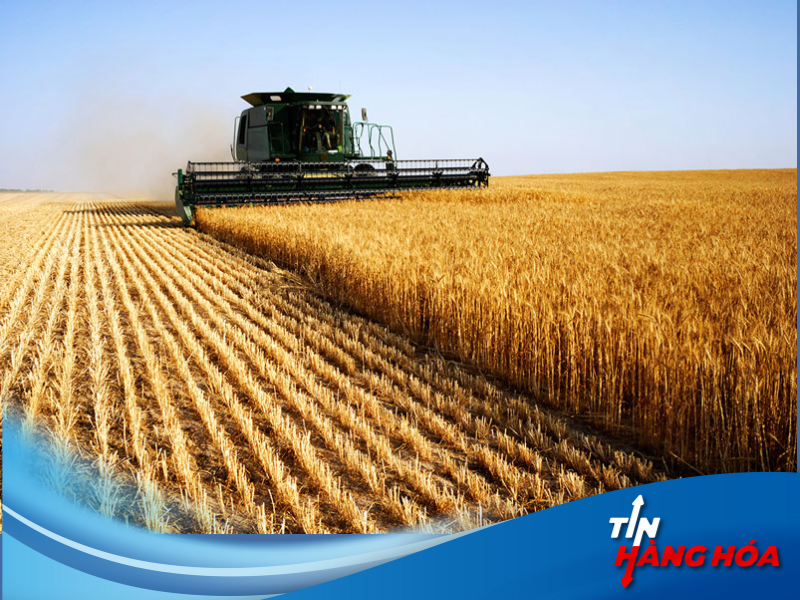 Giao dịch lúa mỳ