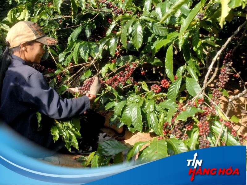 Gi&aacute; c&agrave; ph&ecirc; thế giới hồi phục trong nước tăng nhẹ