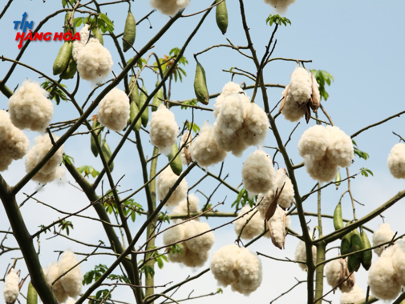 Bông tương lai giảm giá trước sức ép từ đồng đô la và điều chỉnh dự báo xuất khẩu của Hoa Kỳ