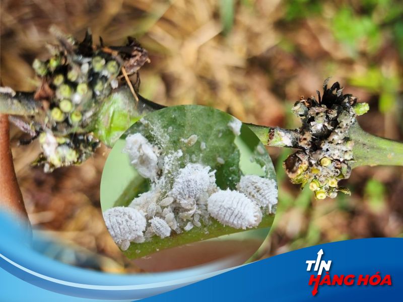 Bệnh rệp s&aacute;p