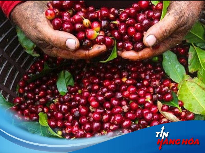 Gi&aacute; c&agrave; ph&ecirc; h&ocirc;m nay ng&agrave;y 1/7/2024