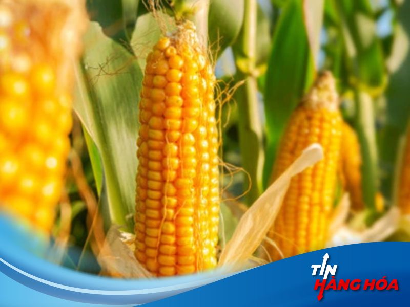 Gi&aacute; ng&ocirc; giảm mạnh nhất trong v&ograve;ng một năm qua