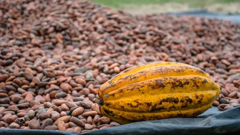 Cacao