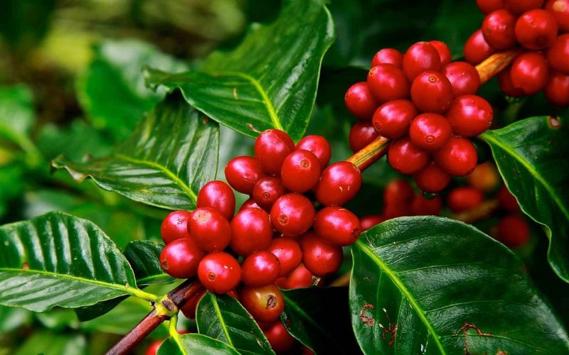 C&agrave; ph&ecirc; Arabica đạt đỉnh 47 năm 