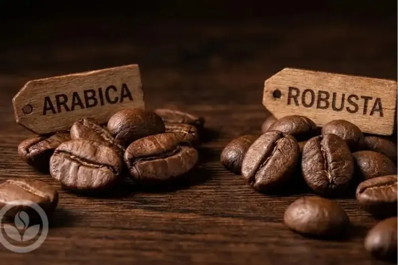 Hiện nay, thị trường cà phê thế giới chủ yếu tập trung vào hai loại chính là Arabica và Robusta.