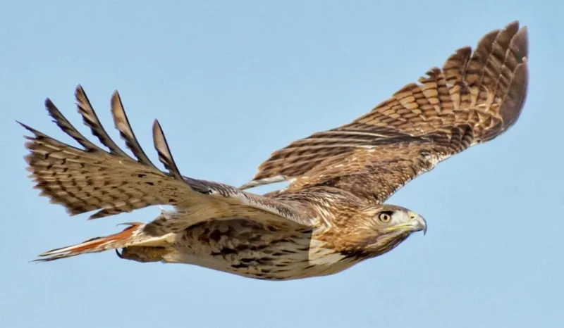 Hawkish l&agrave; g&igrave;?
