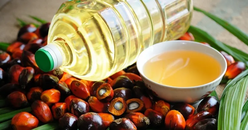Dầu cọ thô là loại dầu thực vật có thể ăn được, được chiết xuất từ phần thịt màu đỏ của quả cọ dầu – loại cây có nguồn gốc từ khu vực Tây Phi