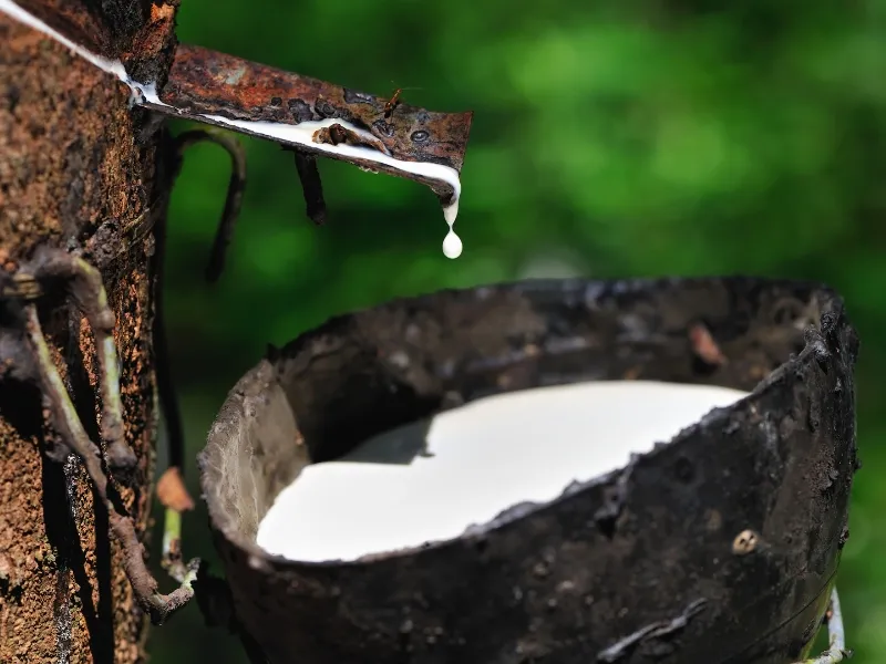 Đầu tư cao su là hình thức tham gia thị trường nhằm tìm kiếm lợi nhuận từ biến động giá của mặt hàng cao su tự nhiên hoặc các sản phẩm liên quan đến cao su.
