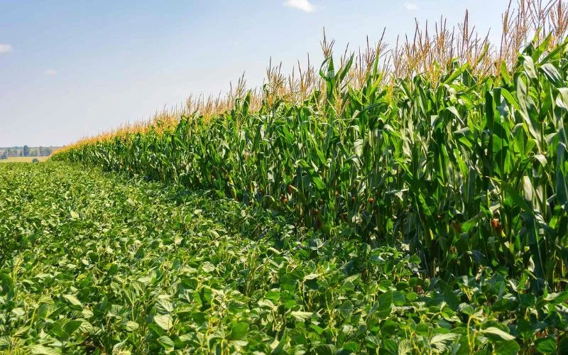 Thị trường h&agrave;ng h&oacute;a 14/01/2025 - Ng&ocirc;, đậu tương