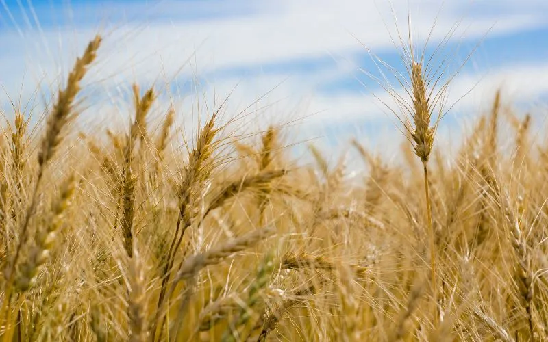 Thị trường h&agrave;ng h&oacute;a 15/02/2025 - N&ocirc;ng sản