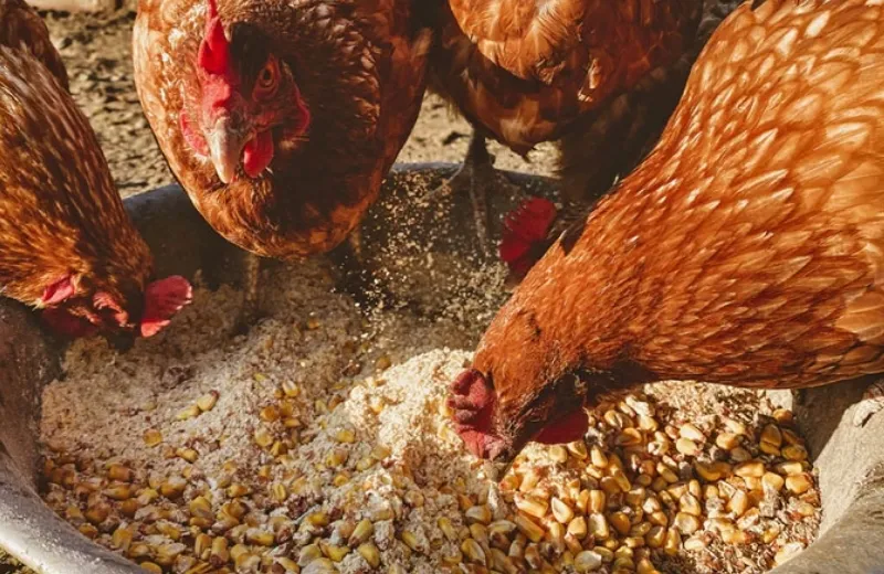 Ngô và đậu tương đều là nguyên liệu thiết yếu trong sản xuất thức ăn chăn nuôi.